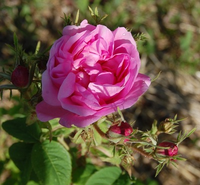 une rose de couleur rose en fleur dans la roseraie de Gérenton à Bédoin, il s'agit de la rose du rosier ancien professeur Emile Perrot