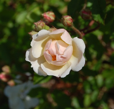 La fleur du rosier ancien trier. Une fleur blanches pour ce rosier ancien du groupe des hybrides de moschata