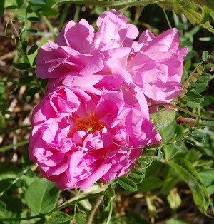 Une rose ancienne rosa damascena bifera rose visible à la roseraie de Gérenton à Bédoin