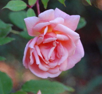 Le rosier arethusa en fleur à la roseraie de gérenton bedoin vaucluse