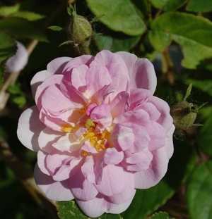 le rosier paul's himalayan musk en fleur à la roseraie de gérenton
