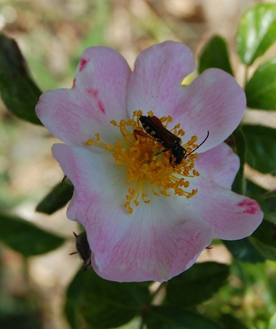 La fleur du rosier évangeline un rosier grimpant du groupe des wichuraïana . Le rosier est visible à la roseraie de gérenton située à Bédoin dans le vaucluse au pied du Mont ventoux.