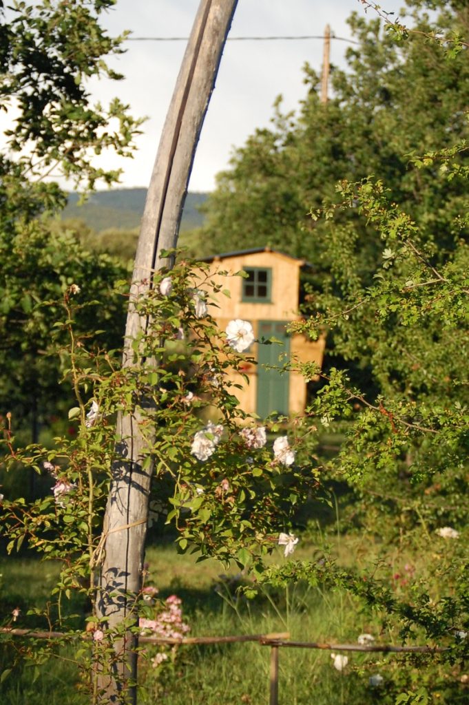Le rosier Adélaïde d'Orléans un rosier du groupe des sempervirens. Le rosier est visible à la roseraie de gérenton située à Bédoin dans le vaucluse au pied du Mont ventoux.