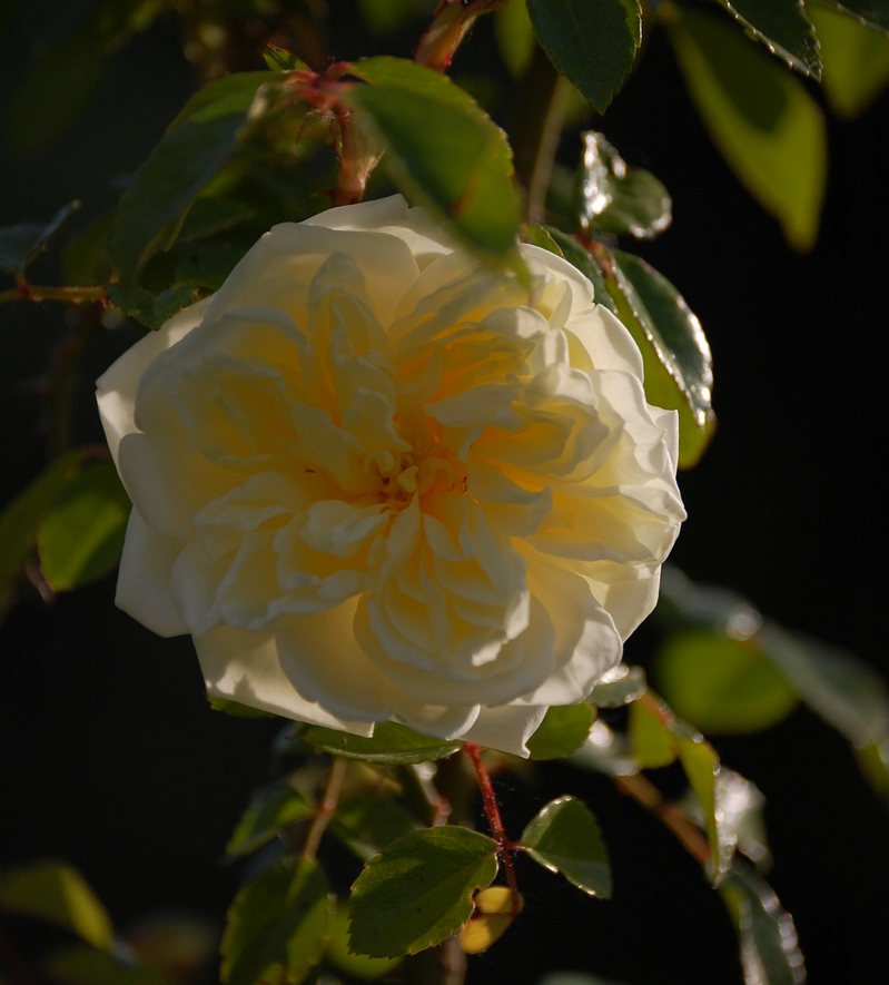 La fleur du rosier Albéric Barbier un rosier du groupe des roses de wichura . Le rosier est visible à la roseraie de gérenton située à Bédoin dans le vaucluse au pied du Mont ventoux.