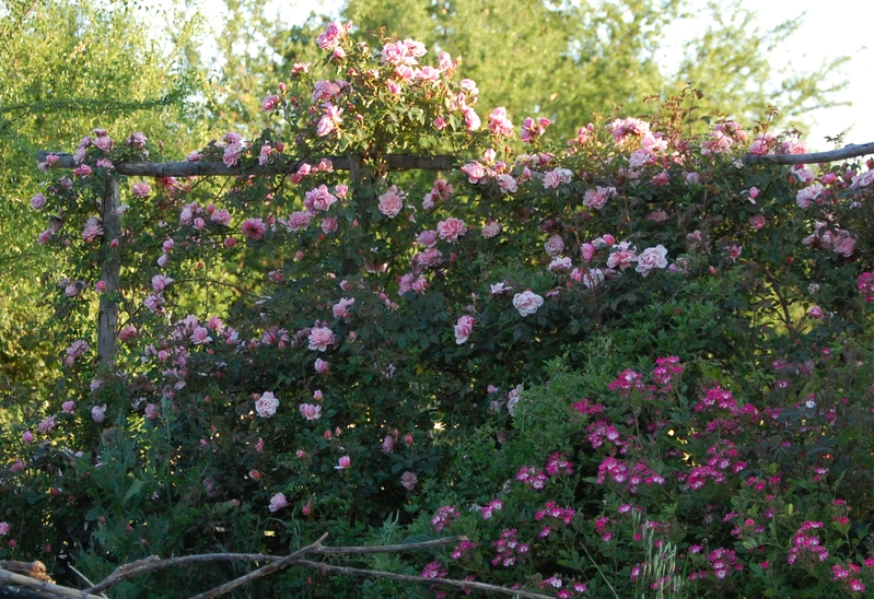 Le rosier Albertine un rosier du groupe des roses de wichura. Le rosier est visible à la roseraie de gérenton située à Bédoin dans le vaucluse au pied du Mont ventoux.