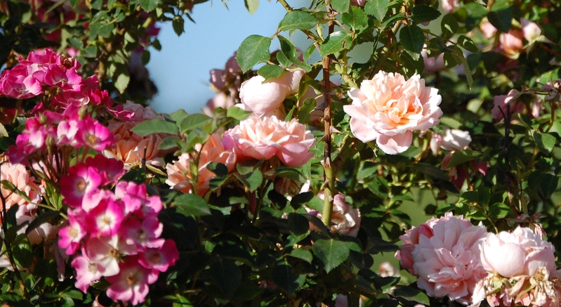 La fleur du rosier Albertine un rosier du groupe des roses de wichura. Le rosier e
