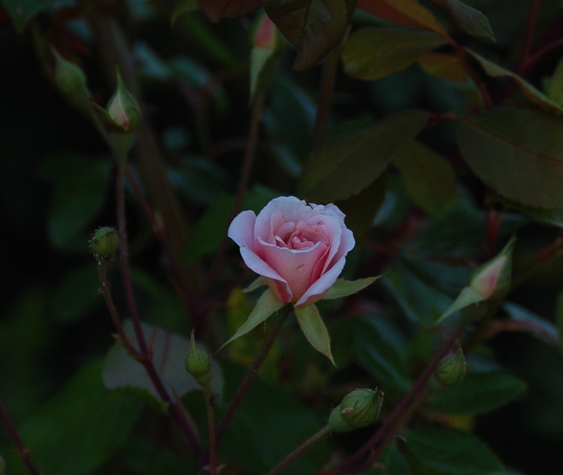Le bouton du rosier Cécile Brünner climbing un rosier du groupe des multiflores ou chinenses . Le rosier e
