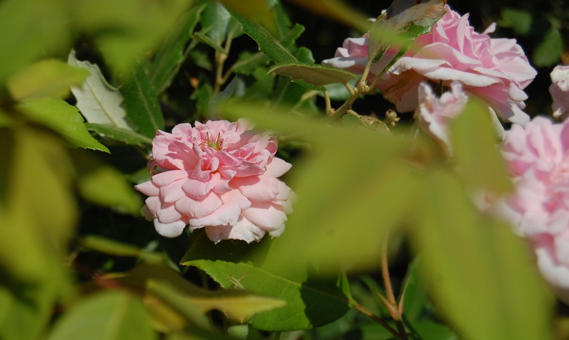La fleur du rosier Cécile Brünner climbing un rosier du groupe des multiflores. Le rosier est visible à la roseraie de gérenton située à Bédoin dans le vaucluse au pied du Mont ventoux.