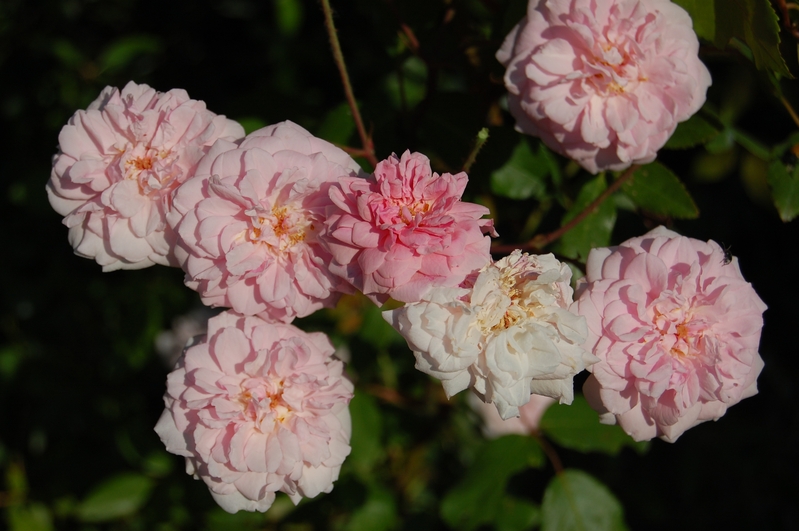 La fleur du rosier Melle Cécile Brünner climbing  un rosier du groupe des multiflores ou des chinenses des . Le rosier est visible à la roseraie de gérenton située à Bédoin dans le vaucluse au pied du Mont ventoux.