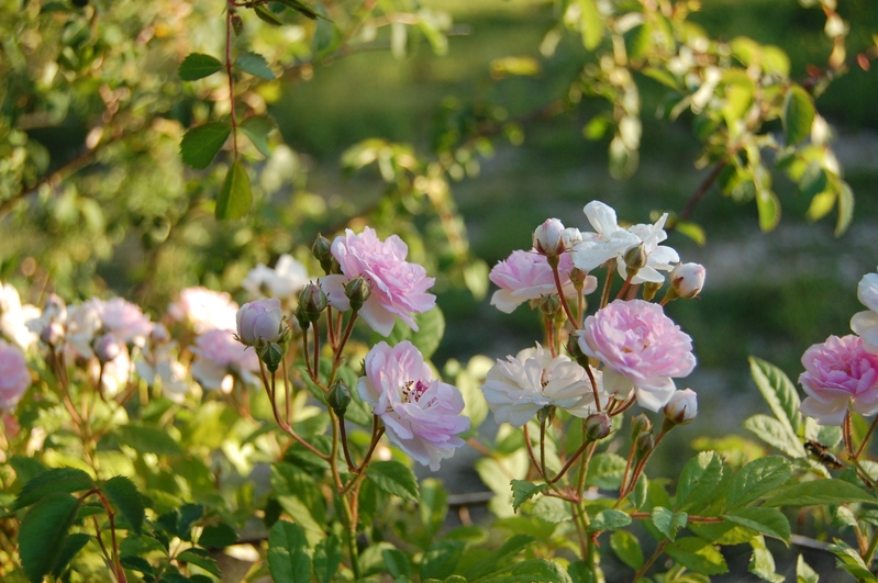 La fleur du rosier Eléonore Berkeley un rosier du groupe des multiflores . Le rosier est visible à la roseraie de gérenton située à Bédoin dans le vaucluse au pied du Mont ventoux.