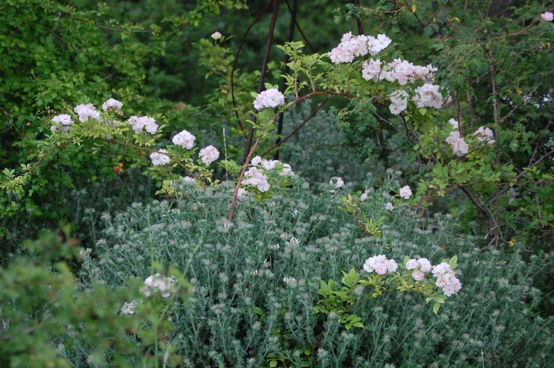 Le rosier Eléonore Berkeley un rosier du groupe des multiflores. Le rosier est visible à la roseraie de gérenton située à Bédoin dans le vaucluse au pied du Mont ventoux.