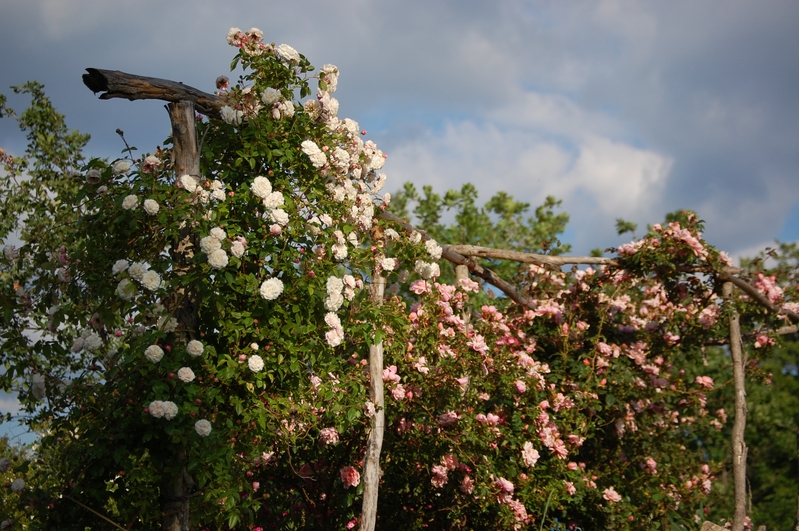 Les rosiers félicité et pertpétue et albertine  . Les rosiers est visible à la roseraie de gérenton située à Bédoin dans le vaucluse au pied du Mont ventoux.