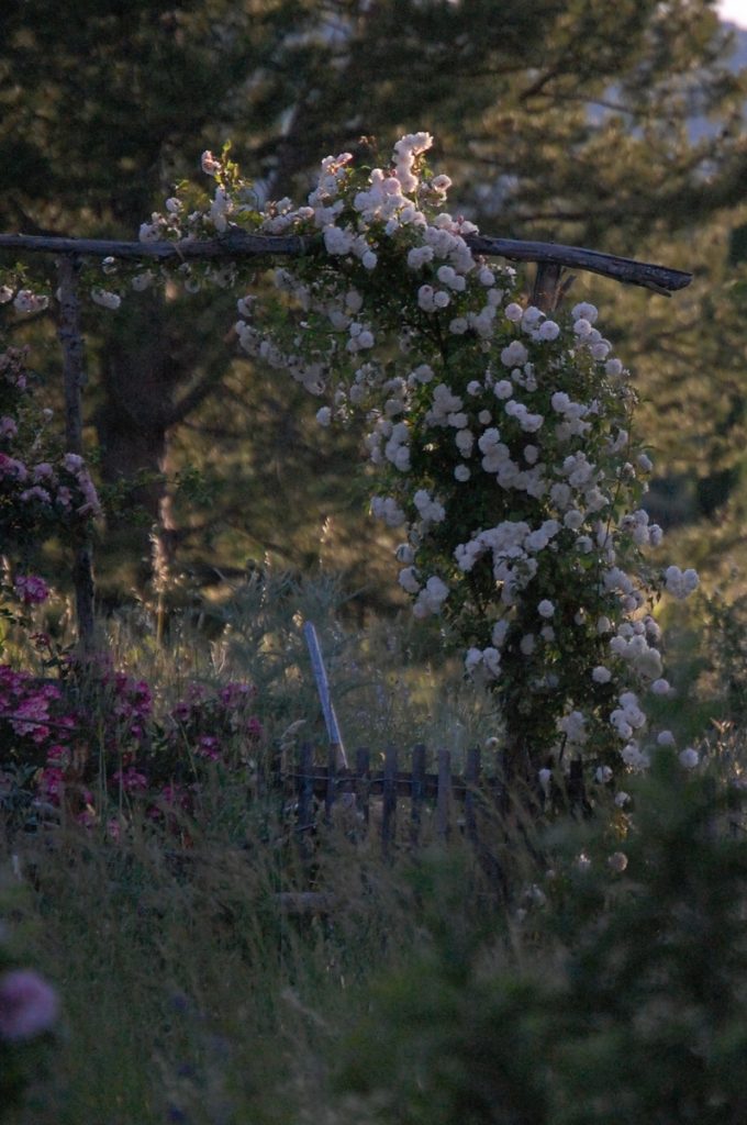Le rosier Félicité et perpétue un rosier du groupe des sempervirens . Le rosier est visible à la roseraie de gérenton située à Bédoin dans le vaucluse au pied du Mont ventoux.