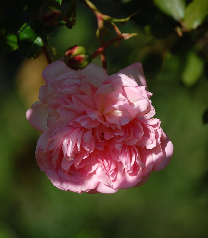 La fleur du rosier François Juranville un rosier du groupe des roses de wichura . Le rosier est visible à la roseraie de gérenton située à Bédoin dans le vaucluse au pied du Mont ventoux.