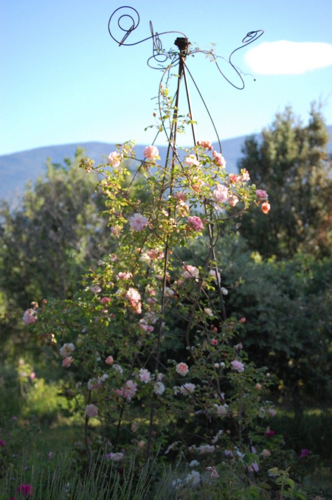 Le rosier Léontine Gervais un rosier du groupe des roses de Wichura. Le rosier est visible à la roseraie de gérenton située à Bédoin dans le vaucluse au pied du Mont ventoux.