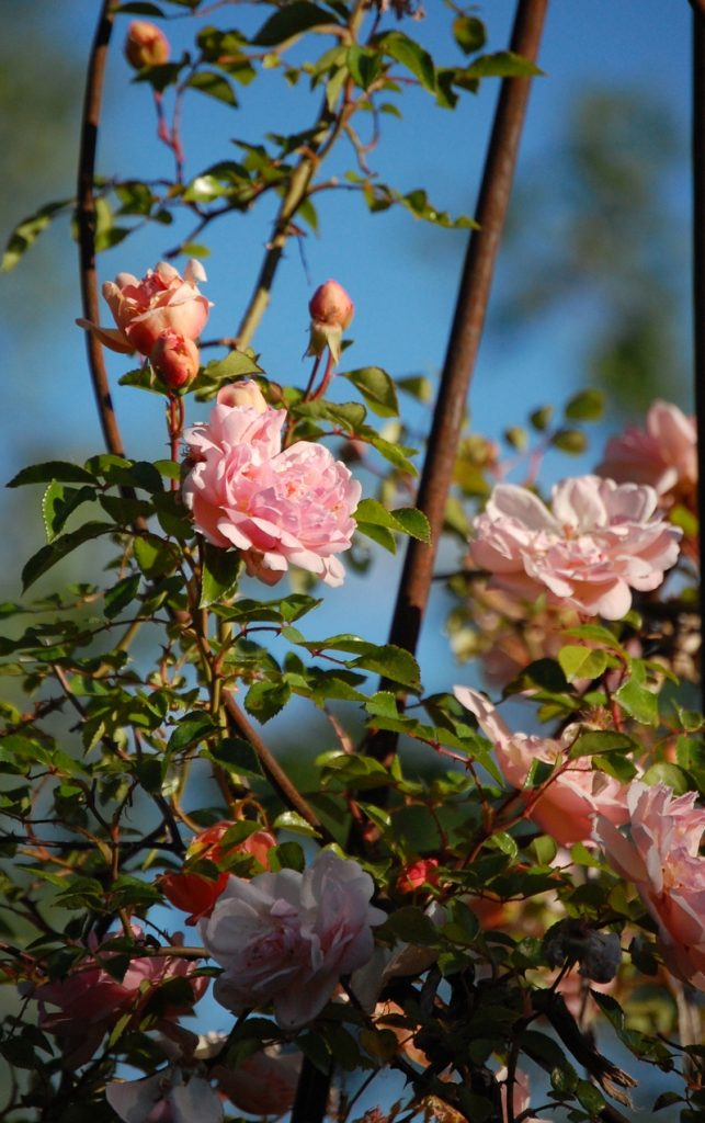 La fleur du rosier Léontine Gervais un rosier du groupe des wichuraïana. Le rosier est visible à la roseraie de gérenton située à Bédoin dans le vaucluse au pied du Mont ventoux.