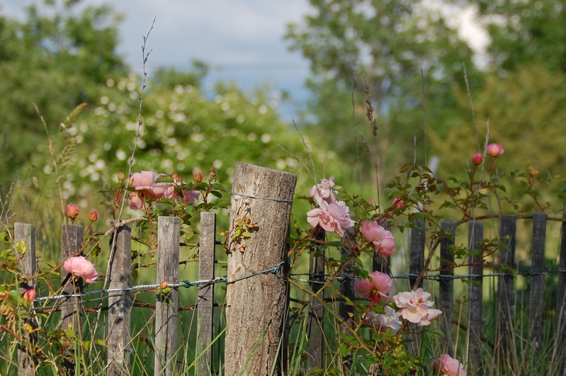 La fleur du rosier Léontine Gervais un rosier du groupe des roses de wichura . Le rosier est visible à la roseraie de gérenton située à Bédoin dans le vaucluse au pied du Mont ventoux.