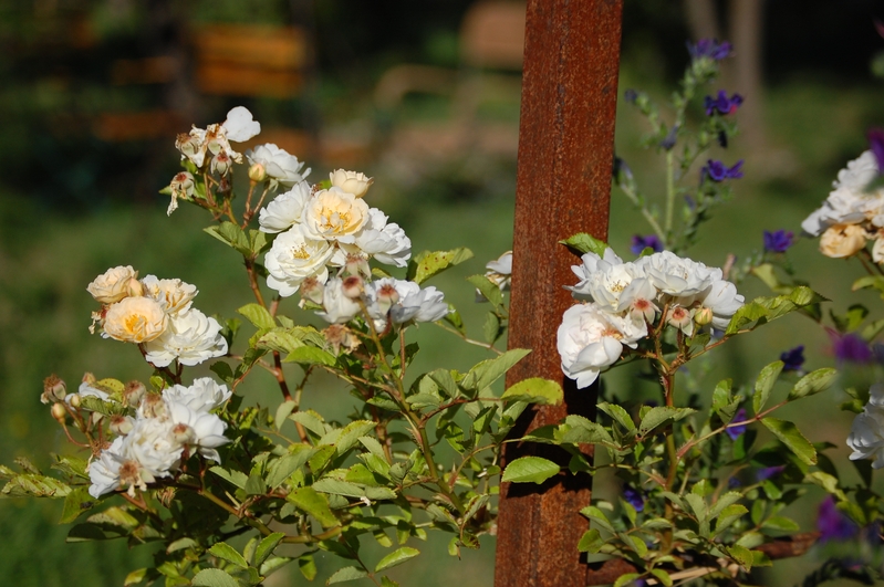 La fleur du rosier lykkefund un rosier du groupe des hybrides d'helenae. Le rosier est visible à la roseraie de gérenton située à Bédoin dans le vaucluse au pied du Mont ventoux.