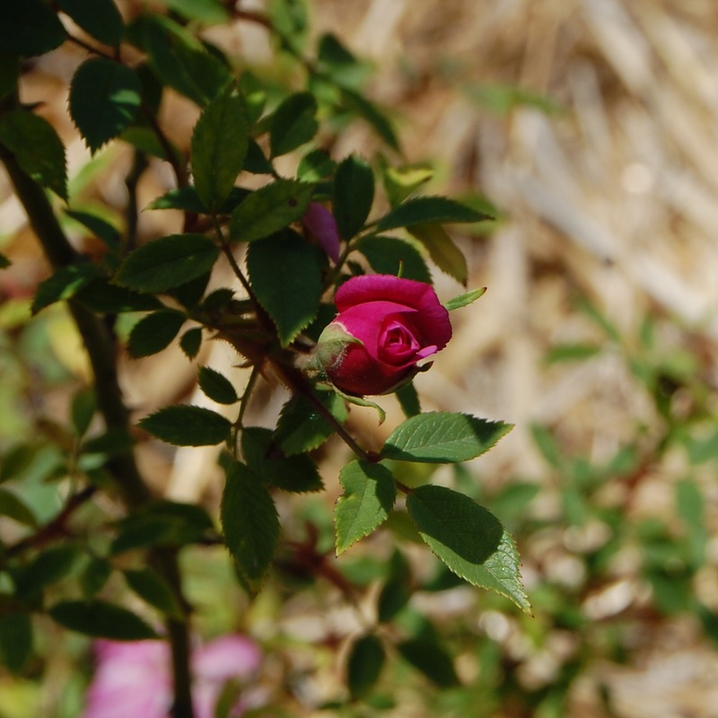 Le bouton du rosier pompon de paris grimpant un rosier du groupe des chinensis . Le rosier est visible à la roseraie de gérenton située à Bédoin dans le vaucluse au pied du Mont ventoux.