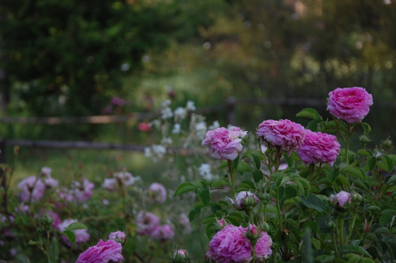 rosier en fleur du jardin de s bakhtiaris à la roseraie de gérenton à Bédoin dans le vaucluse au pied du mont ventoux