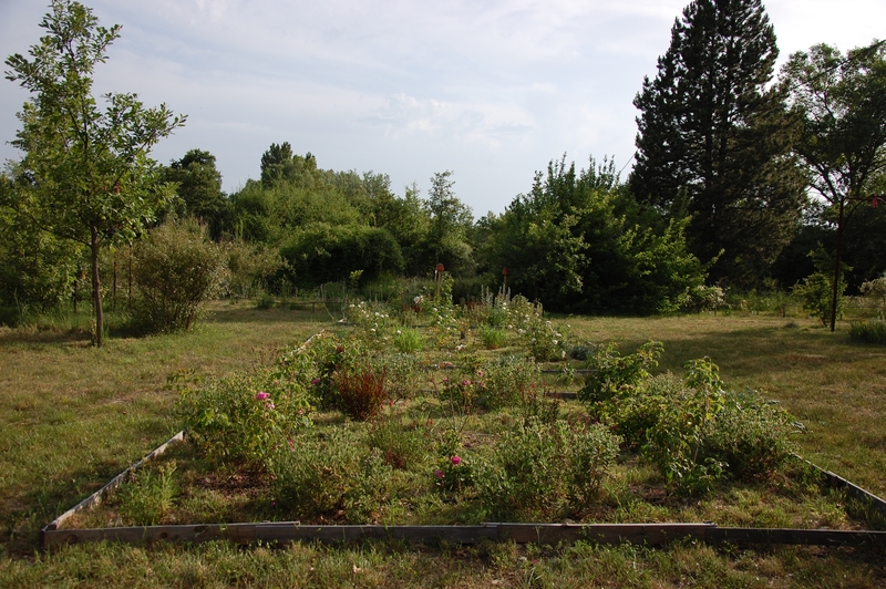 les carrés plants de rosiers anciens dans la roseraie de gérenton à Bédoin