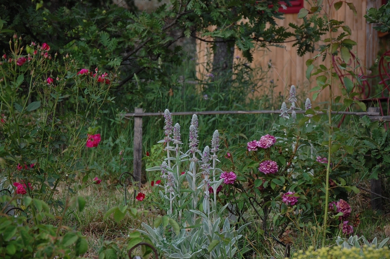 Le jardin jonaz à la roseraie de gérenton à Bédoin dans le vaucluse