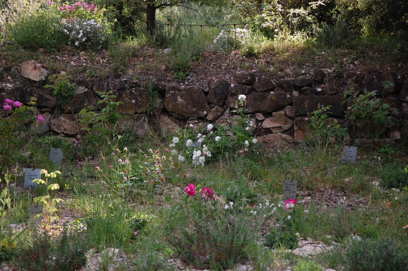jardin san à la roseraie de gérenton à Bédoin dans le vaucluse