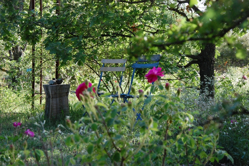 Jardin touareg rosier Eugénie Guinoisseau à la roseraie de gérenton à Bédoin dans le vaucluse
