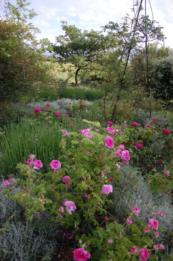 Jardin wodaabé rosier duc de cambridge à la roseraie de gérenton à Bédoin dans le vaucluse