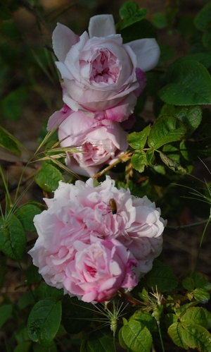 La fleur du rosier Antonine d'Ormois  un rosier du groupe des  . Le rosier est visible à la roseraie de gérenton située à Bédoin dans le vaucluse au pied du Mont ventoux.