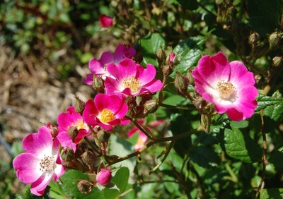 La fleur du rosier mozart  un rosier du groupe des hybrides de moschata . Le rosier est visible à la roseraie de gérenton située à Bédoin dans le vaucluse au pied du Mont ventoux.