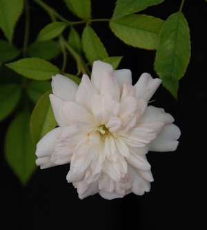 La fleur du rosier Phyllis bide  un rosier du groupe des polyantha. Le rosier est visible à la roseraie de gérenton située à Bédoin dans le vaucluse au pied du Mont ventoux.