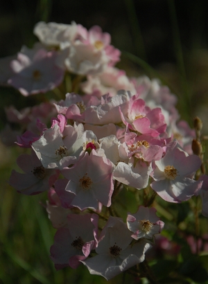 La fleur du rosier ballerina  un rosier du groupe des hybrides de moschata . Le rosier est visible à la roseraie de gérenton située à Bédoin dans le vaucluse au pied du Mont ventoux.
