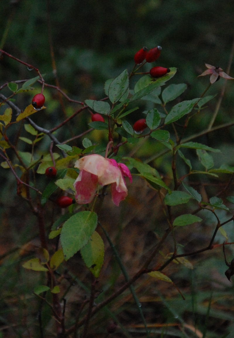 le rosier bengale pakistan se mêle aux églantines à la roseraie de gérenton