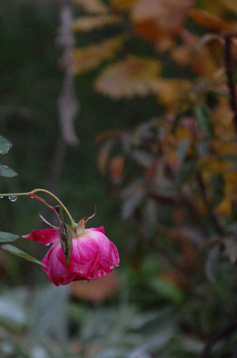 roses à la roseraie de gérenton ans la brume