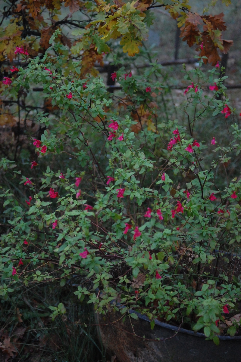 Les fleurs de sauge dans la brume à la roseraie de gérenton