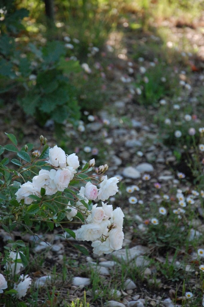 le rosier marie jeanne visible à la roseraie de gérenton jardin de orses anciennes et  sur le site roses-anciennes-du-ventoux.com