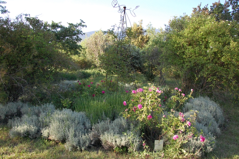le carré du jardin wodaabe de la roseraie de gérenton en mai 2019